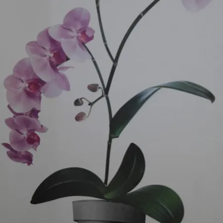 Bel F2 Gare Sur Place